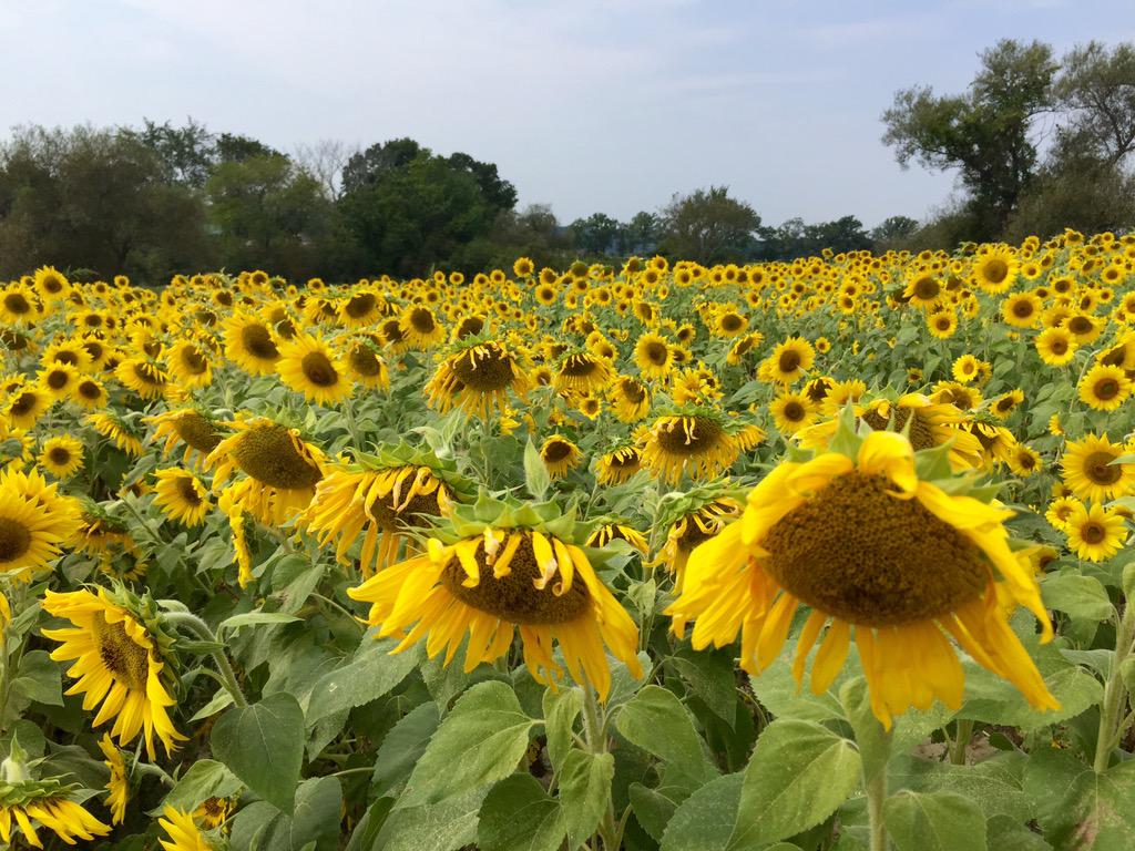 JeanChurchill's tweet photo. #ColbyFarm one of most beautiful places in Massachusetts http://t.co/d59SMdOu7u