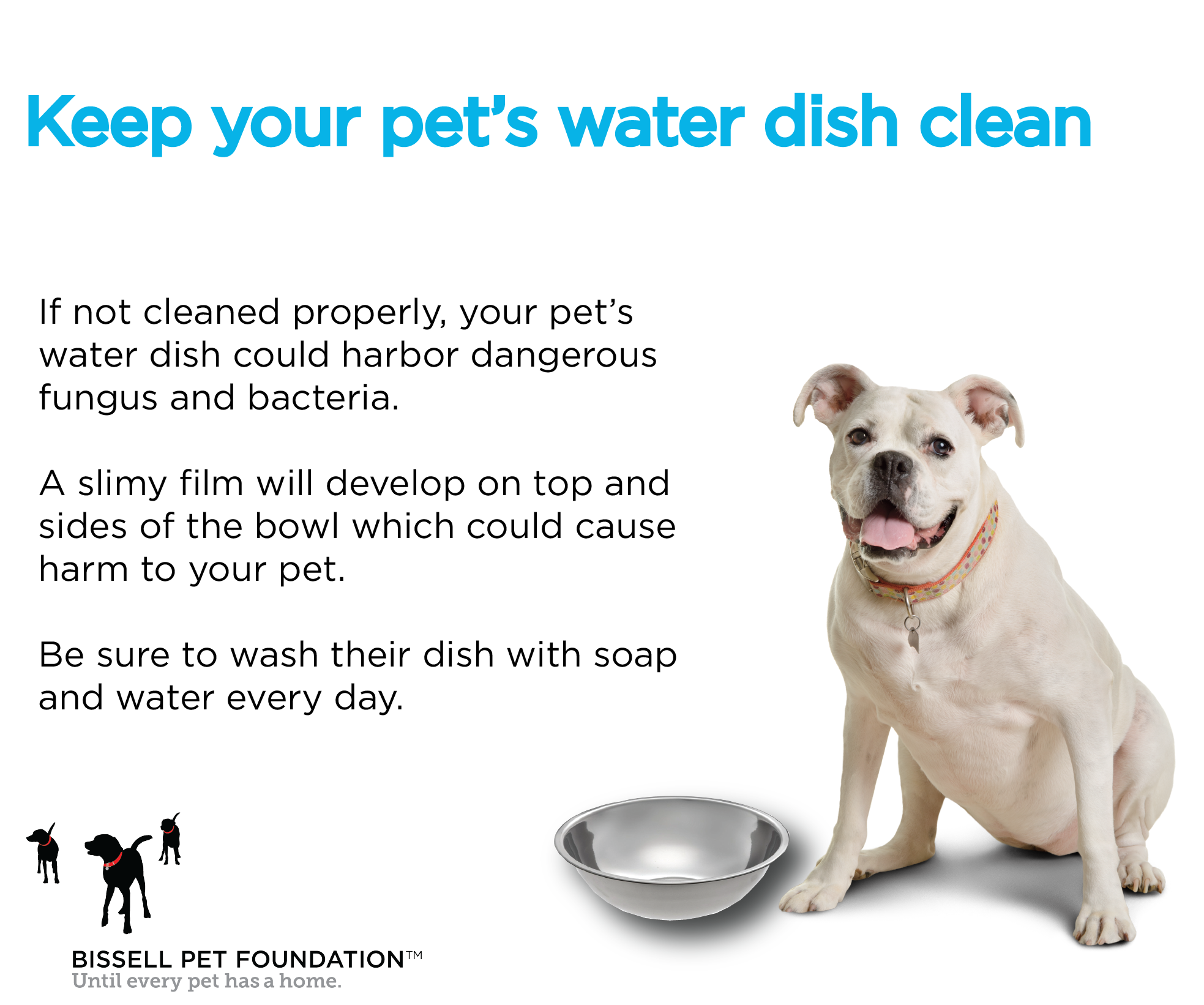 Why Are Dog Bowls Slimy