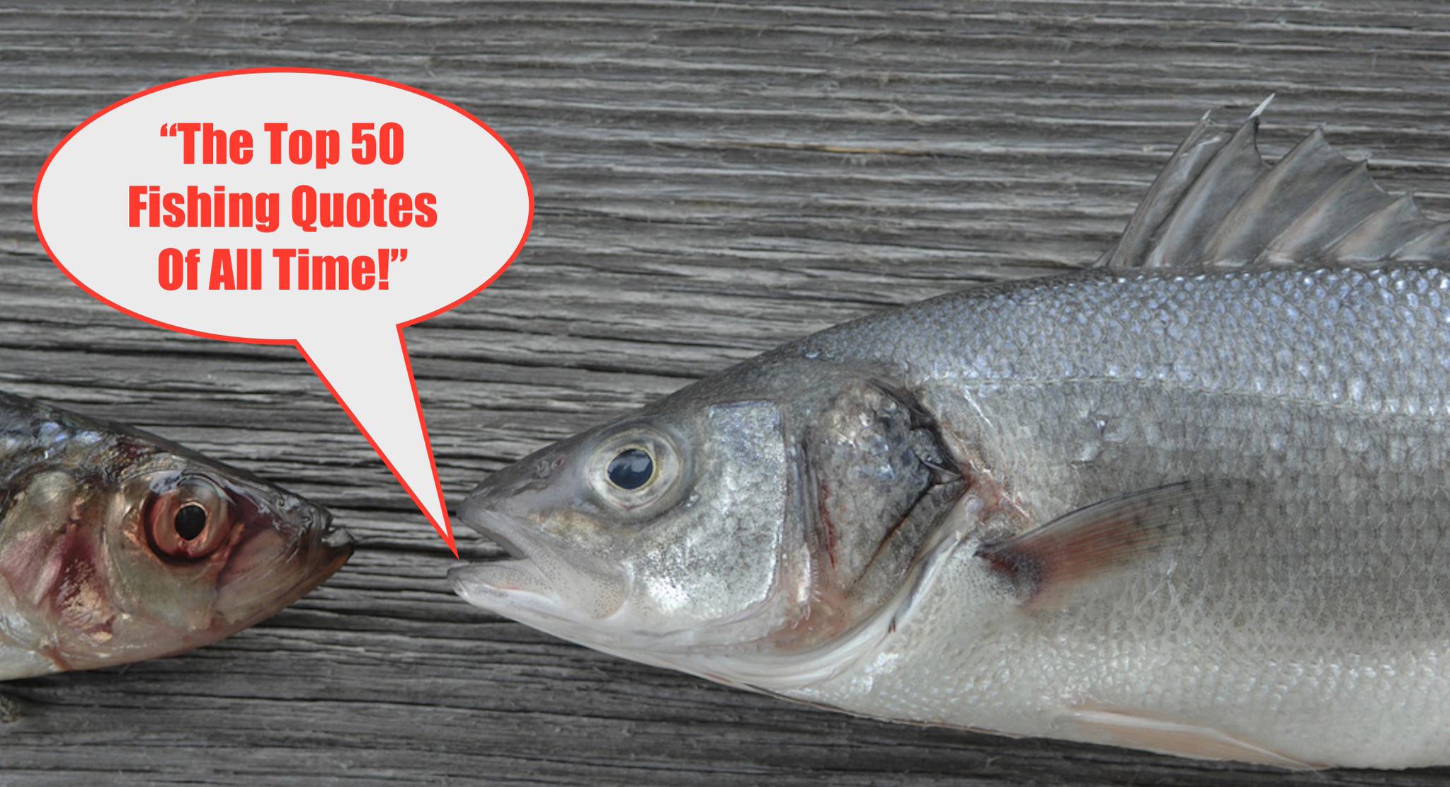 Salt Strong Fishing on X: 50 Inspiring & Funny #Fishing Quotes From Famous  People, #Athletes, And #Celebrities!  #quotes   / X