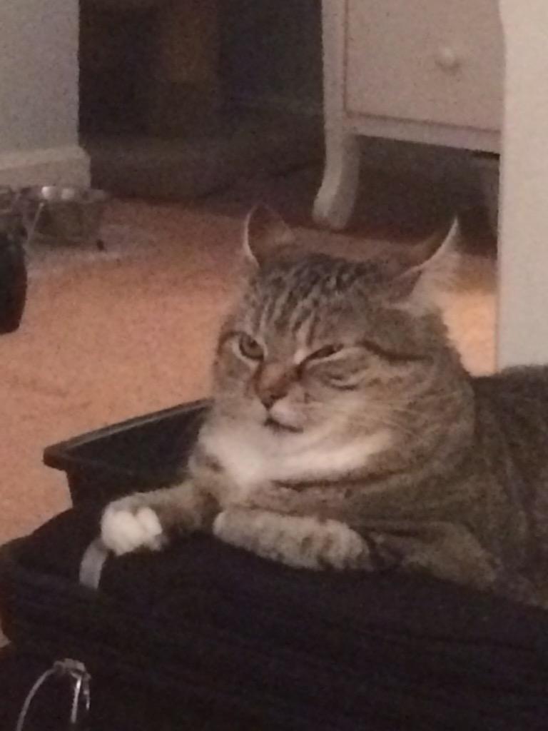KeeganMatheson's tweet photo. My face when the waitress asks "would you like fries or salad with that?" http://t.co/uk5Exuf3RR