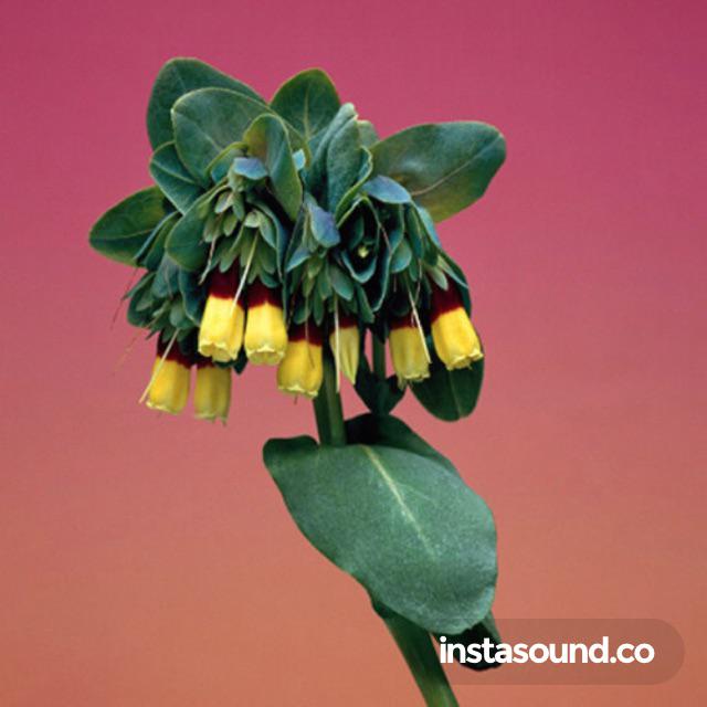 Nasirah_Sahar's tweet photo. #🎧 #soberrob - Bliss via @SteLouse for @Sounds_App https://t.co/lP9KJ6WE9B http://t.co/TwVCHMVoOq