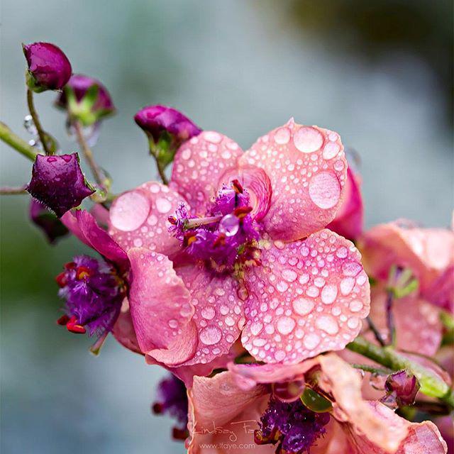 LFayePhoto's tweet photo. From a rainy afternoon in Oregon :) #pink #flower #rain #gray #water #macro #Oregon #flora… http://t.co/t2fi1HyaXg http://t.co/3Tv2eJvsKu