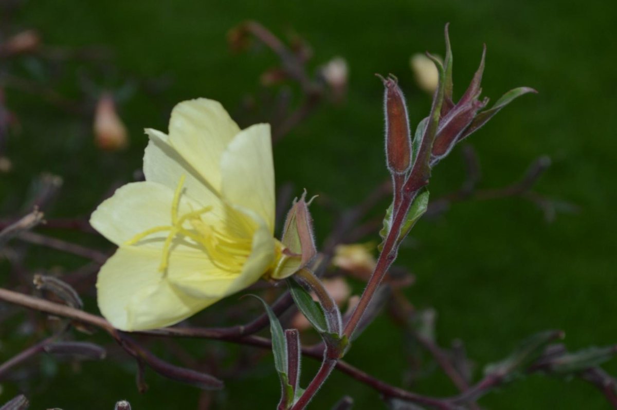 Beautiful photo of Oenethera glabra by Carola Ruckert visiting our garden. So enjoyed talking to German garden lovers