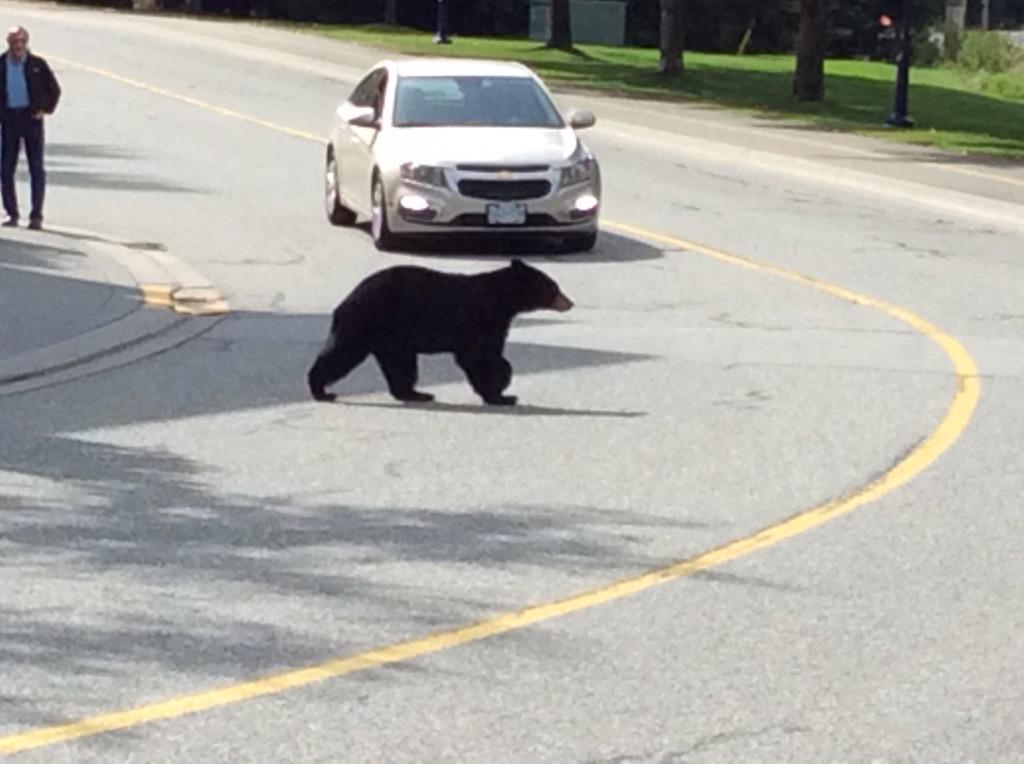 Crossing the road in Whistler village. #bear necessities @jeremyatmirror