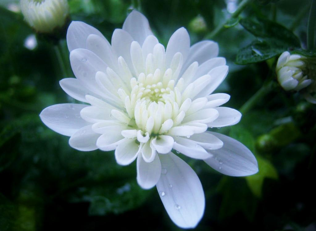 花 9月9日の花 菊 白 花言葉 真実 春の桜に対して 日本の秋を象徴する花 相田みつを しんじつを求め 真実 に生きておれば いつかかならず佛に逢える 古今和歌集 心あてに 折らばや折らむ初霜の 置き惑わせる 白菊 の花 Http T Co