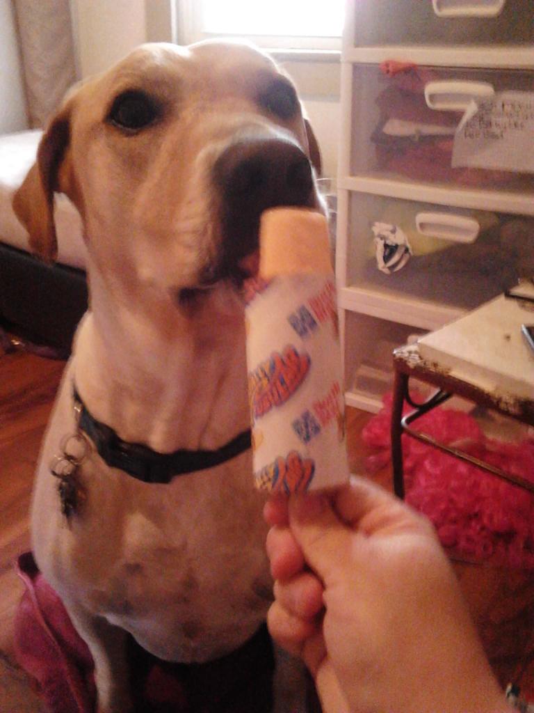 baileyisloved's tweet image. #cakebosslive. ThisIs my Famiglia. Bailey my Labrador she my Angel my Best friend My Gift from God I love her more