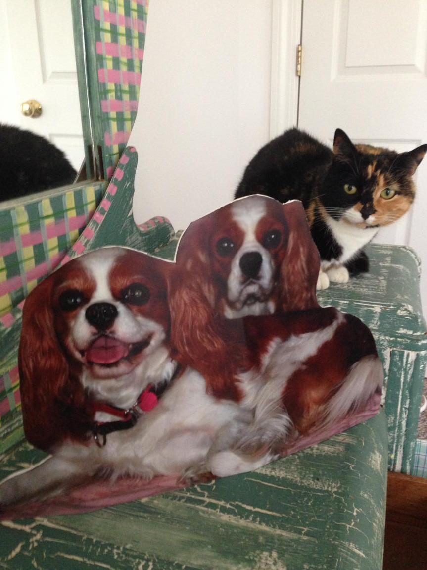 Felissahadas's tweet image. Hey @CatHealthDaily I couldn't find any showing off her smile but here she is w flat Davinia &amp;amp; Indiana #blogpawschat