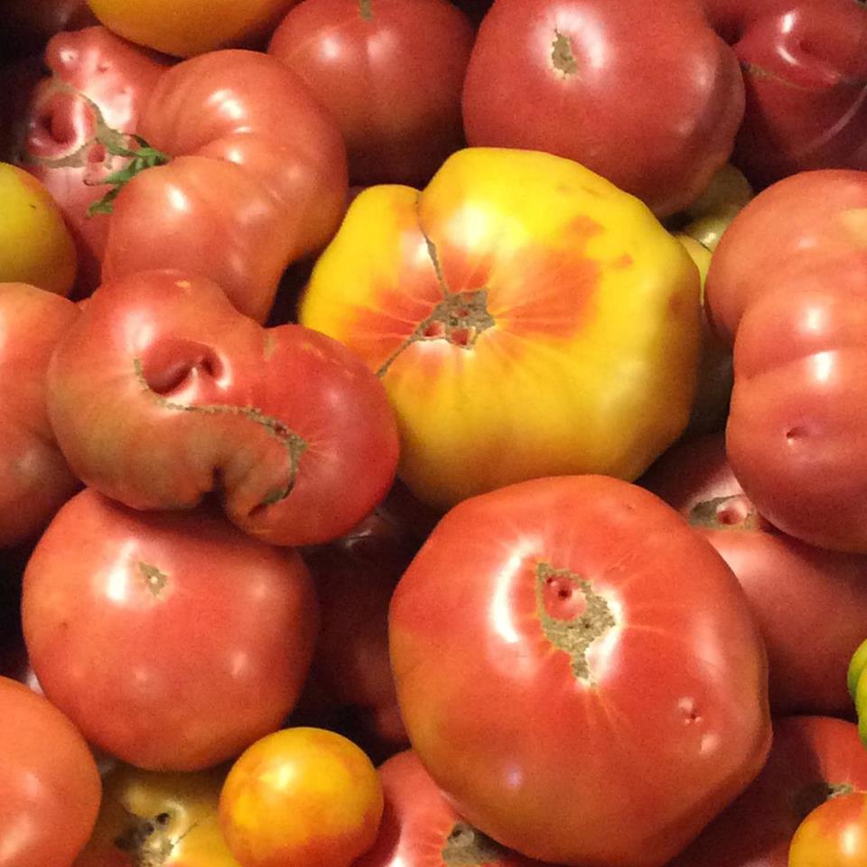 DunwaldFarm's tweet image. Tomato bonanza.  Striped Germans in full swing!