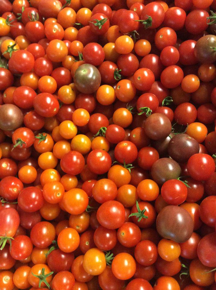 DunwaldFarm's tweet image. Tomato bonanza.  Striped Germans in full swing!