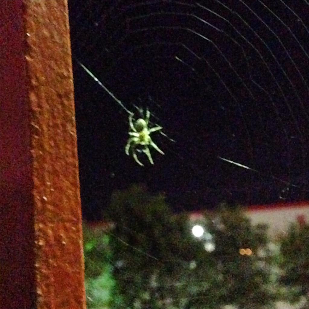 JesseLeduc's tweet photo. #Holyweb Look At Da Greenster #StraightOutta #Spidercity Yallllll!!!! #Spider #Rock #Picture ⚡️ http://t.co/Maqq0oEycr