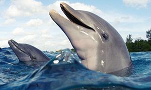 Why dolphins are deep thinkers scuba.im/1Nn6CDc