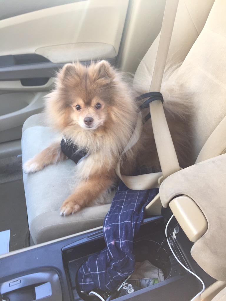 vballronny7's tweet photo. @StuartCamp do you think i'm cute stu?? xx #ronthepom http://t.co/tuRmNneUSP