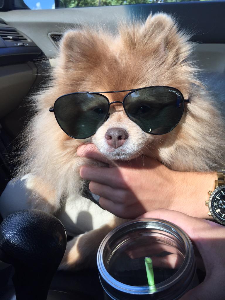 vballronny7's tweet photo. @StuartCamp do you think i'm cute stu?? xx #ronthepom http://t.co/tuRmNneUSP