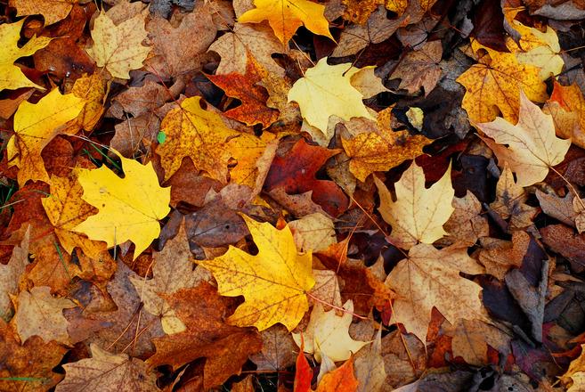 Weingartz's tweet photo. How to unplug a clogged leaf blower: http://t.co/0XMX8WN3cR #WeingartzTips http://t.co/8RiCzTLg8G