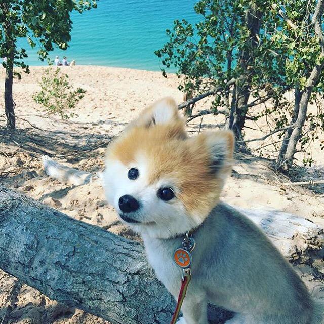 awesomemitten's tweet photo. The Sleeping Bear National Lakeshore got a little cuter when this guy dropped by! 📷 by @natannepiccolo. #mittenlove http://t.co/YbjXYtLNST