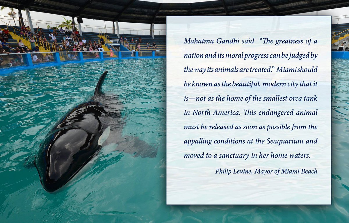 RelaxInMiami's tweet photo. umodoni: Mayor of #MiamiBeach Philip Levine calls out #MiamiSeaquarium's "appalling conditions" #FreeLolita #ShutD… https://t.co/JHaKsw6tAx