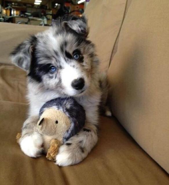 PetsGoals tweet picture