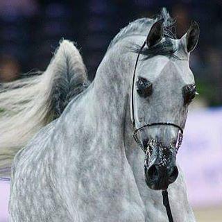 Post by eventissimebyjulia: Pure Beauty #arabianhorses #horseraces #horsesbeauty #worldchampion #prestigiousevent #…