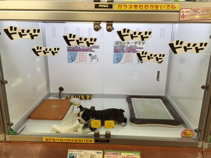 ジョジョ仕様のペットショップ これはイギーと名付けざるを得ないッ