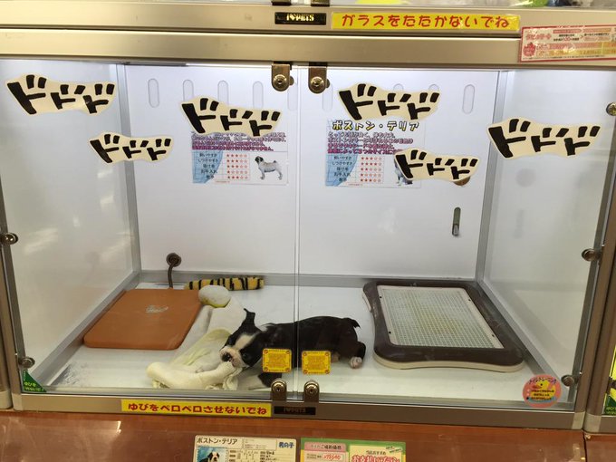 ジョジョの奇妙な冒険 のイギーのような犬 Twitterでは妄想も 15年9月10日掲載 ライブドアニュース