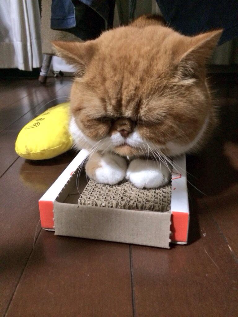 Suzunosuke_o's tweet photo. #繋がらなくていいから俺の猫を見てくれ http://t.co/0VhIuzVba2