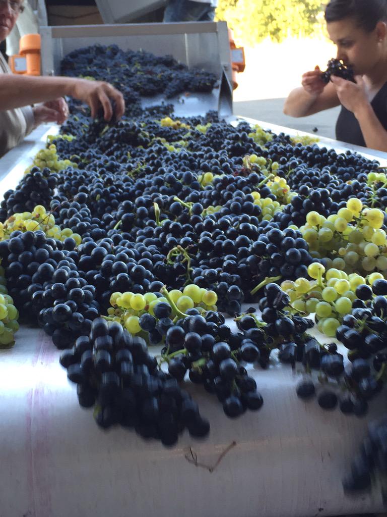 Graeme Bott tweet media