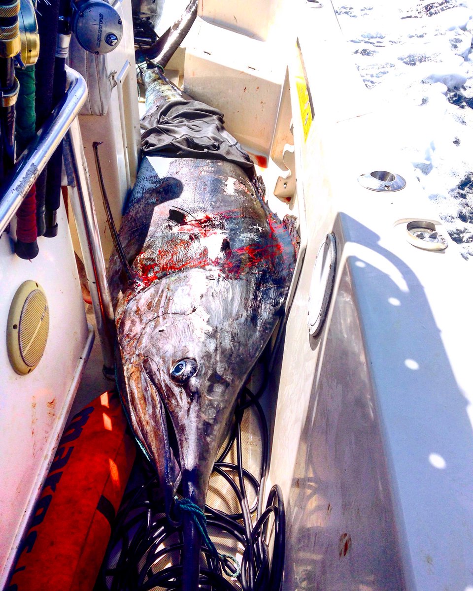 AndieAdams's tweet photo. Fisherman catches 413-pound marlin with just a spear! http://t.co/NRYgHwIiMR #currentcrew http://t.co/QYdWn1BCtx