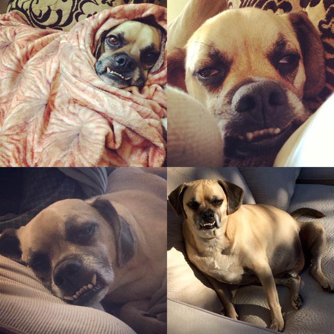 I don't fuck my dog but no one will ever believe me because he is so goddamn handsome. http://t.co/F