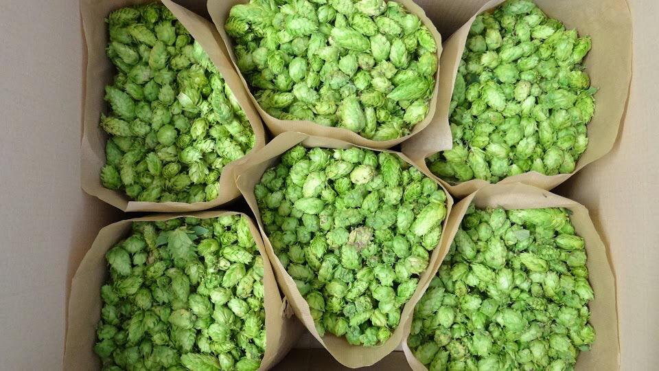 Elabotant "#cervesa de collita" amb #llúpol verd i fresc sense secar, amb <a href="/whymbeer/">Whym</a> .Molt aviat podras tastar-la!