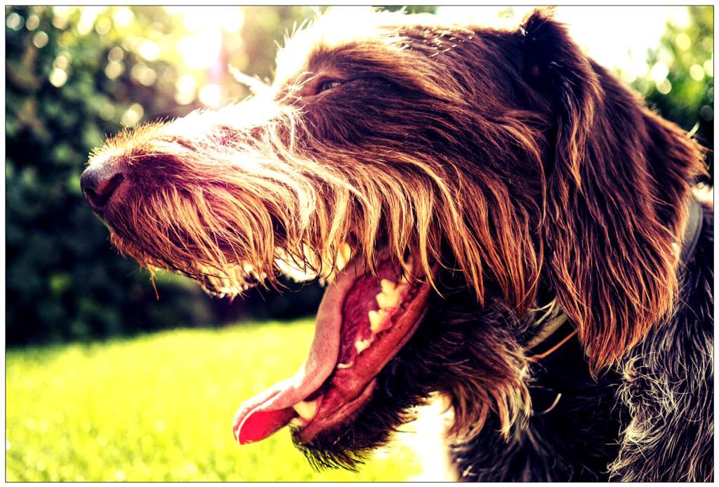 Pitt_Lemgo's tweet image. Ganz schön dicken Rand...#Uro#dickeklappe