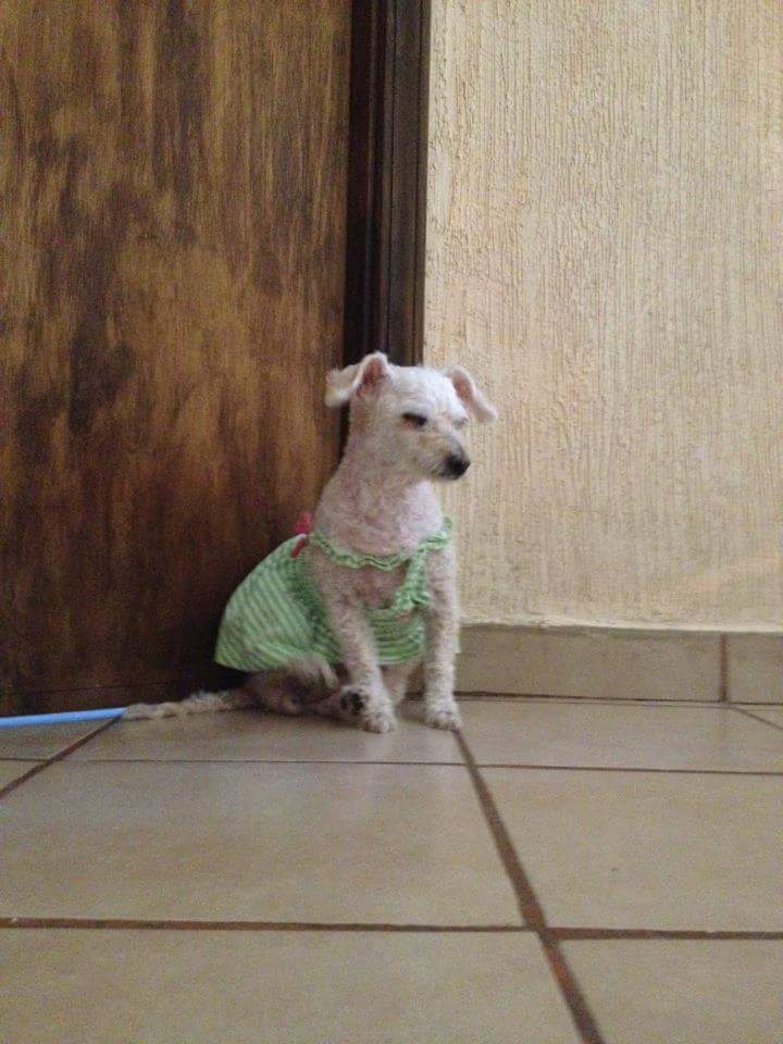 Capiván Falcon tweet media