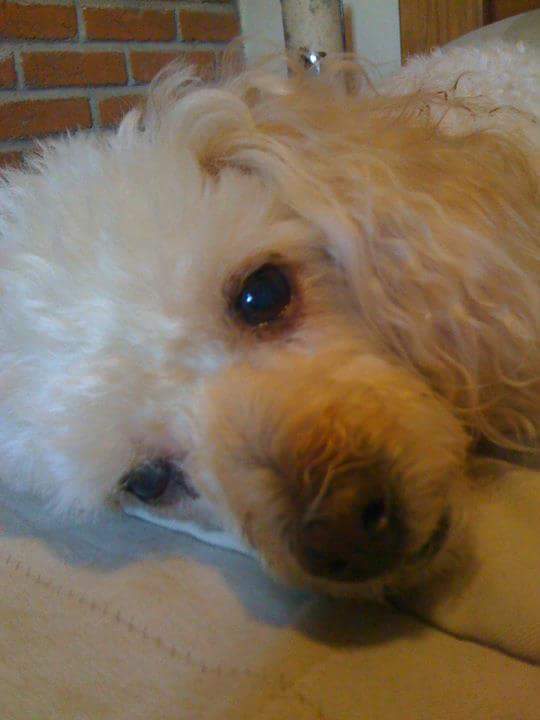 Capiván Falcon tweet media