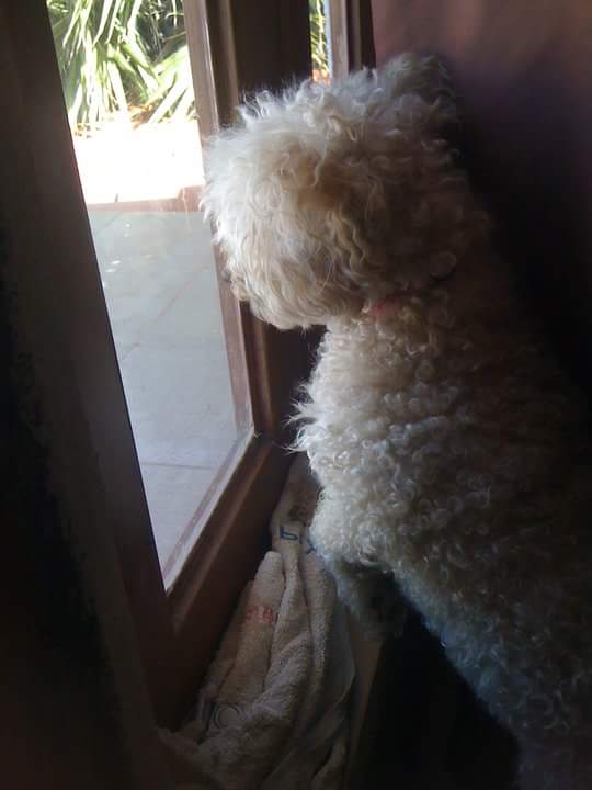 Capiván Falcon tweet media