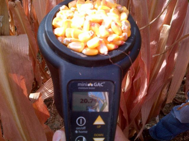 gil_lopes1975's tweet photo. Milho em fase final de ciclo #syngenta #SyHydro #corn #artesian http://t.co/E0kybrIk6G