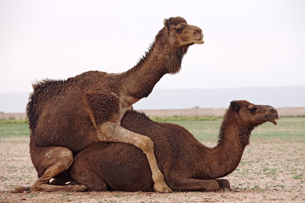 SPK_Turnup's tweet photo. First Hump Day of the year St. Petes #FindYourCamel #SpkTurnup http://t.co/8BDDbWClQD