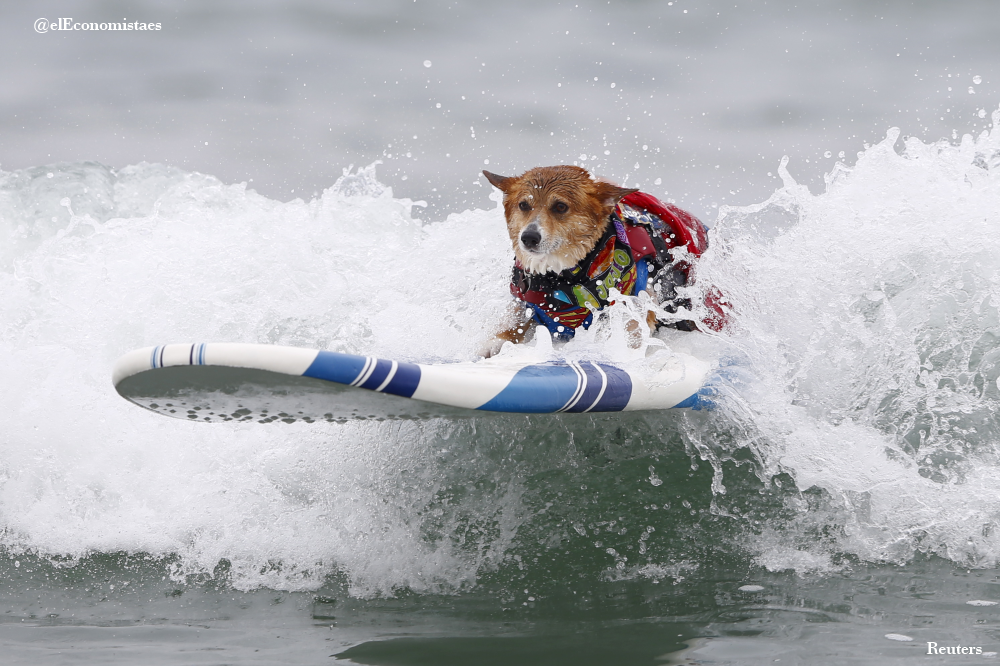 elEconomistaes's tweet photo. #Quiksilver se declara en concurso de acreedores http://t.co/6R9xZ2lFVm (El perro surfero es por suavizar la noticia) http://t.co/eBFphkVTkx