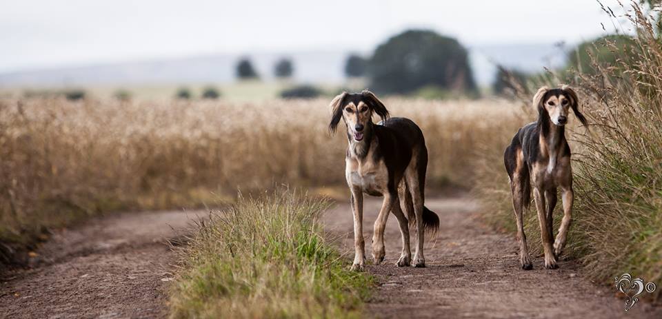 JabMove's tweet image. TIA AND AFYA ON MORNING PATROL....