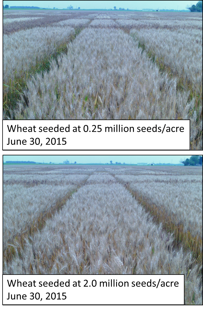 StepUpSoy's tweet photo. Wheat Management for Fall 2015 http://t.co/We7N5dVWnS @OhioCornWheat #OSGMP #Wheat http://t.co/E7W3Klz4U7