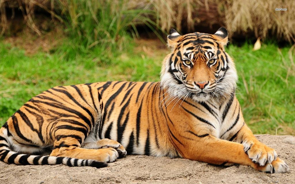 SATQuestion's tweet image. It's Tiger Appreciation Day here at Official SAT Question of the Day HQ. sat.collegeboard.org/practice/sat-q…
