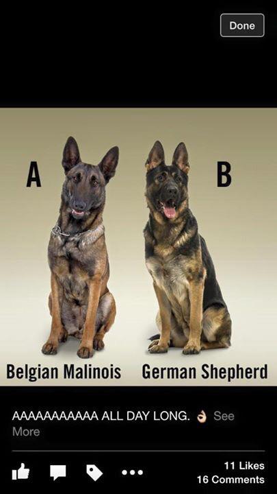 What would you choose #security #dogs #police #sia