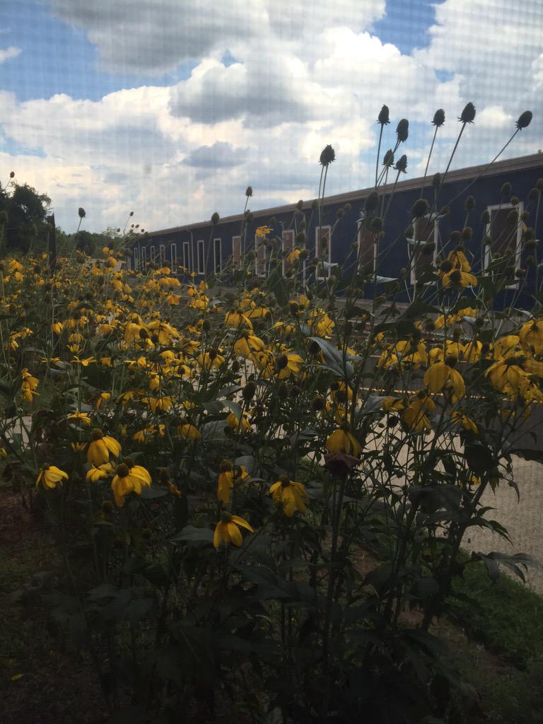 MisterE2point0's tweet photo. Our language wing and Mother Nature have that #lmtsd school spirit @LMTSD_LMHS #lmhs #blue&amp;gold http://t.co/L7m8Xu4xH4