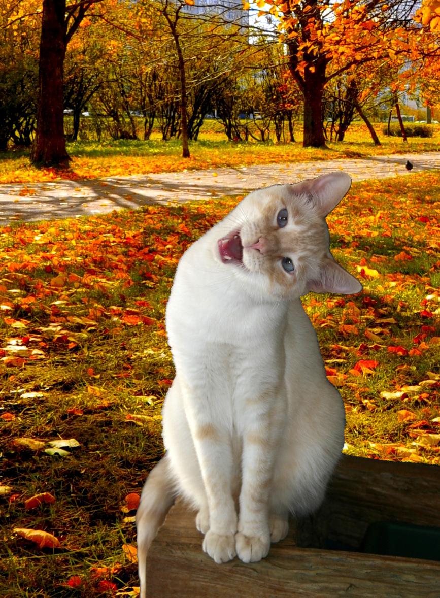 FixAdoptSave's tweet photo. Don't put off fixing Outdoor Cats! Call the Spay/Neuter Hotline for an appointment. 602 265-7729. #FallForFelines http://t.co/nnQzNaqD95