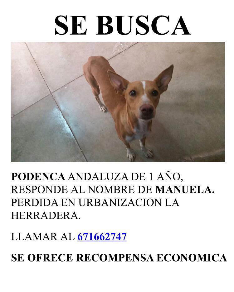 Majosancheznor's tweet photo. ¡¡SE BUSCA!! , perdida por la herradera! Por favor si saben algo llamar! Se ofrece recompensa economíca. http://t.co/AWnX3O0aFS
