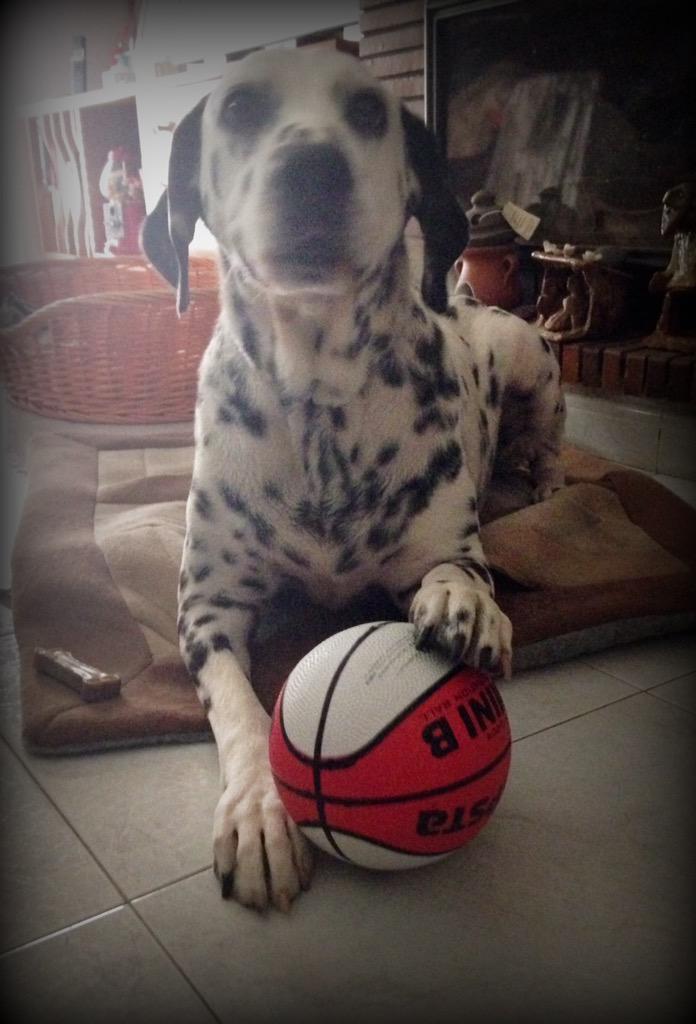 sandra_reca's tweet photo. Primeras palabras del coach de BW Team "El equipo es bueno. Llegarán los puntos en la segunda fase" #EuroBasket2015 http://t.co/Op7oV5LWpY