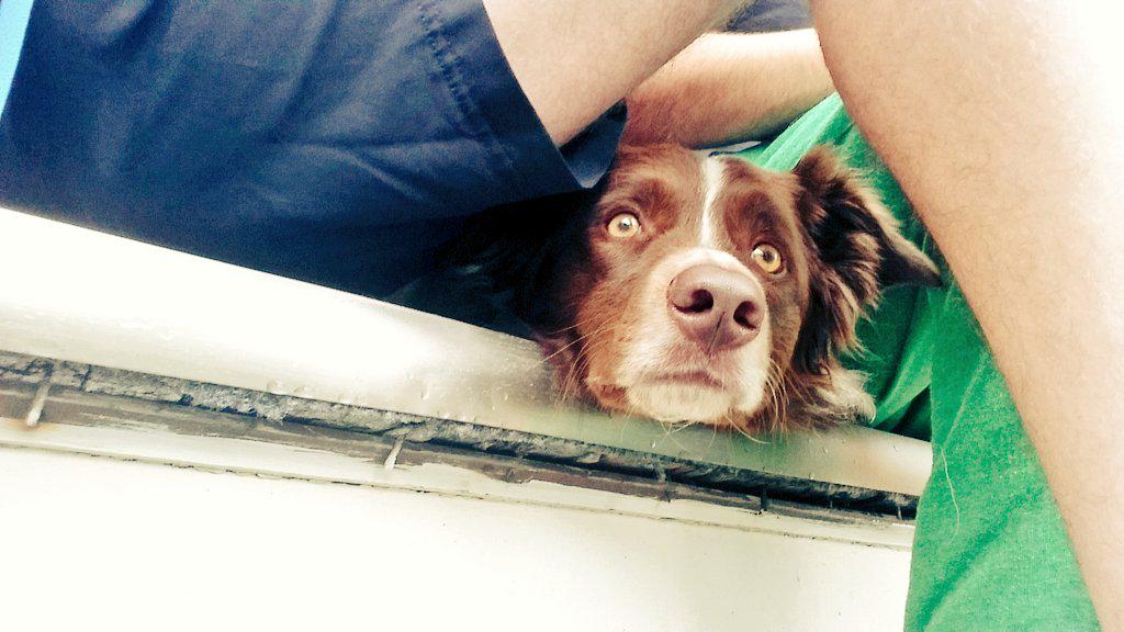 rowingDrew's tweet image. Keeping guard of the front! #guarddog #BorderCollie