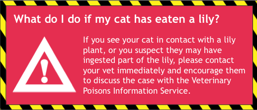 iCatCare's tweet photo. What to do if you suspect your cat has come into contact with a lily... http://t.co/TlOyBY9CEL #iCatCareKCS http://t.co/dQ2aB03fhs