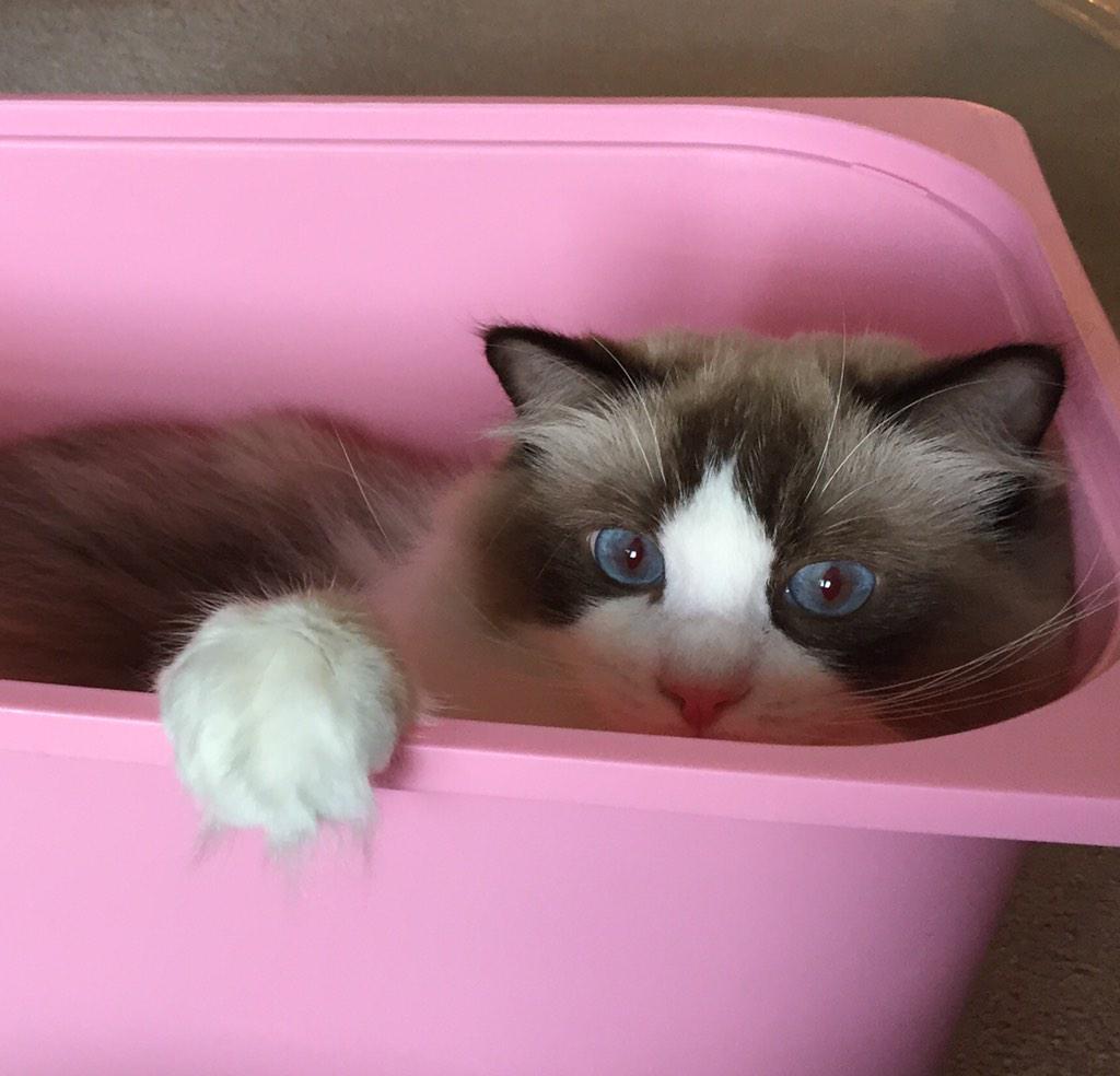 This is my new favorite place. Which means you can't use it for storage anymore. Unless you're storing a cat. #cat