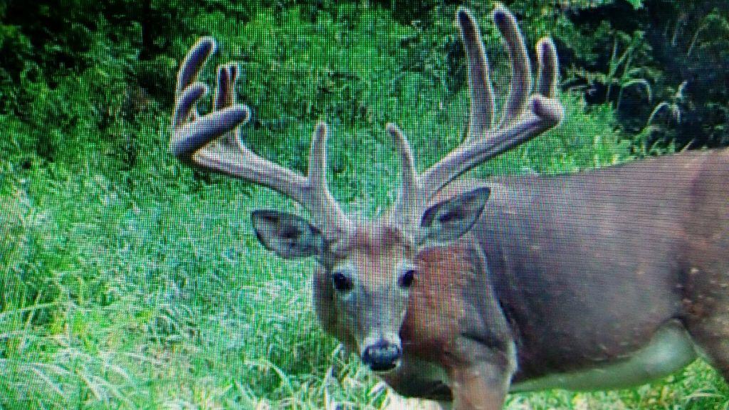 HoferJacob's tweet photo. Hoping to connect with any of these bruisers this fall #whitetailwednesday http://t.co/ItdK64AJld