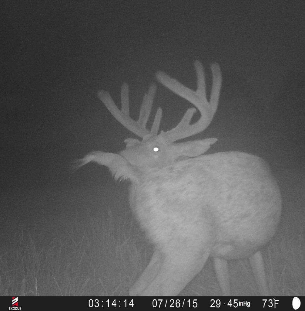 Hoping to connect with any of these bruisers this fall #whitetailwednesday