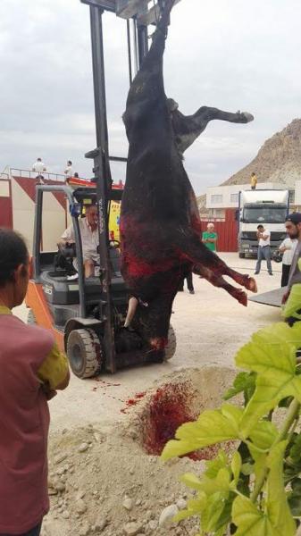 alvarovna's tweet photo. @TorturaCero @PartidoPACMA así es como el @AytoArchena entiende un acto benéfico: torturando 6 toros http://t.co/110iN1ndvQ